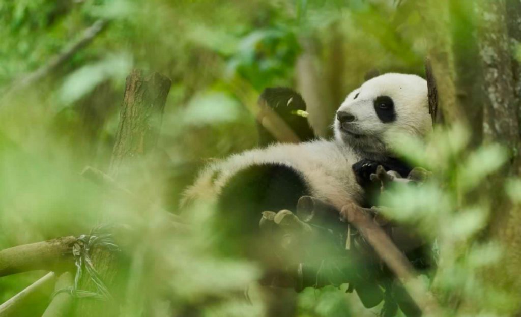 Moon - Il panda: recensione del film di Gilles de Maistre 